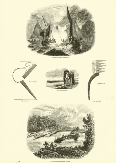 Page from The Pictorial Museum of Animated Nature by English School