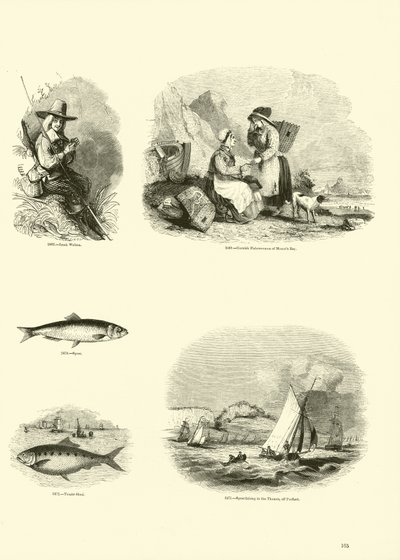 Page from The Pictorial Museum of Animated Nature by English School