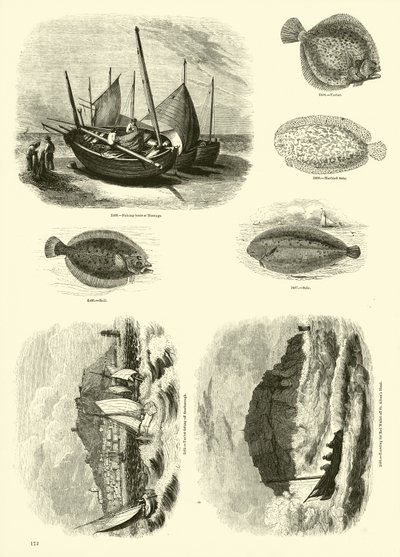 Page from The Pictorial Museum of Animated Nature by English School