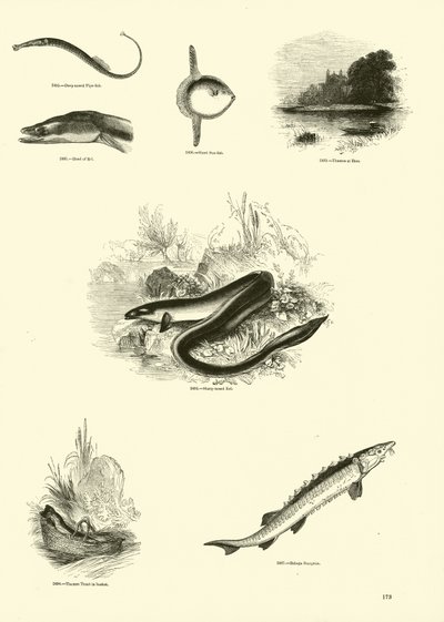 Page from The Pictorial Museum of Animated Nature by English School