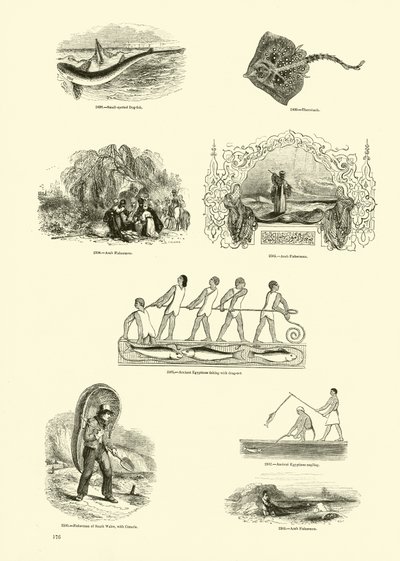 Page from The Pictorial Museum of Animated Nature by English School
