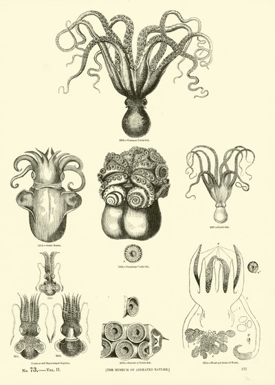 Page from The Pictorial Museum of Animated Nature by English School