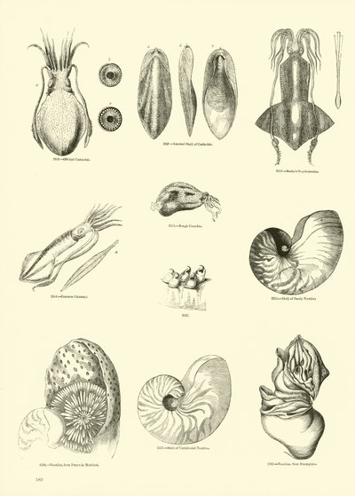 Page from The Pictorial Museum of Animated Nature by English School