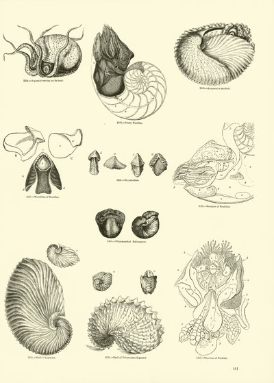 Page from The Pictorial Museum of Animated Nature by English School