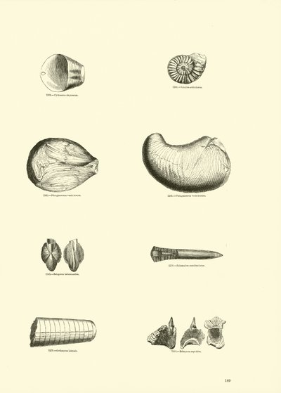 Page from The Pictorial Museum of Animated Nature by English School
