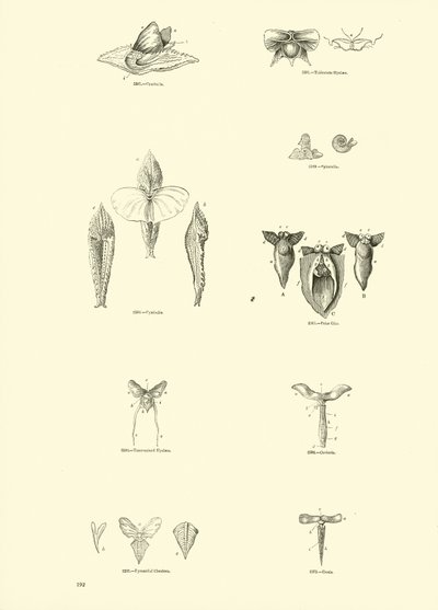 Page from The Pictorial Museum of Animated Nature by English School