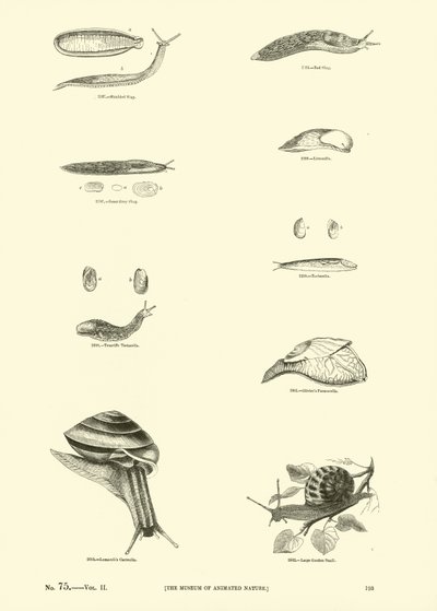 Page from The Pictorial Museum of Animated Nature by English School