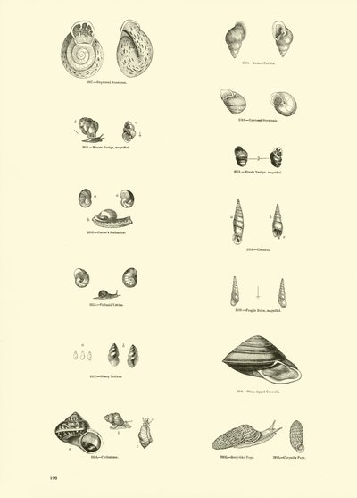 Page from The Pictorial Museum of Animated Nature by English School