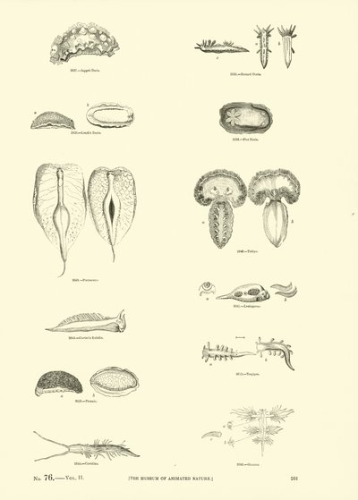 Page from The Pictorial Museum of Animated Nature by English School