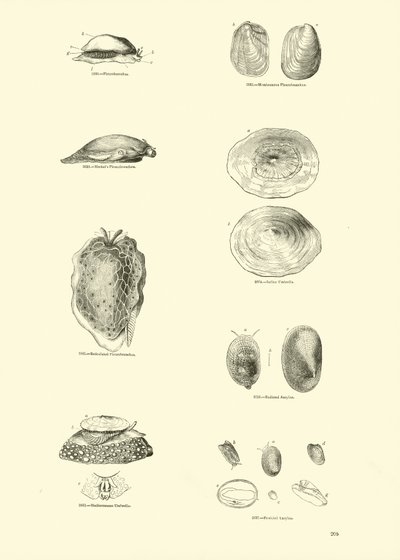 Page from The Pictorial Museum of Animated Nature by English School
