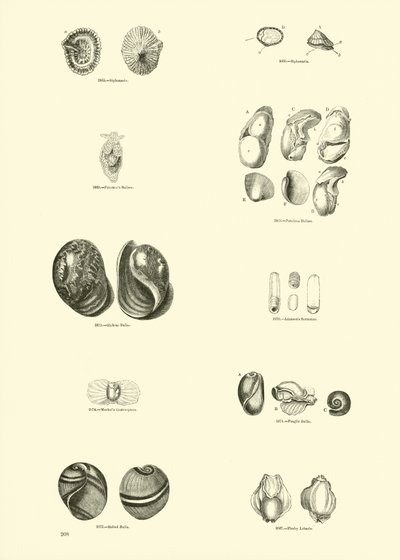 Page from The Pictorial Museum of Animated Nature by English School