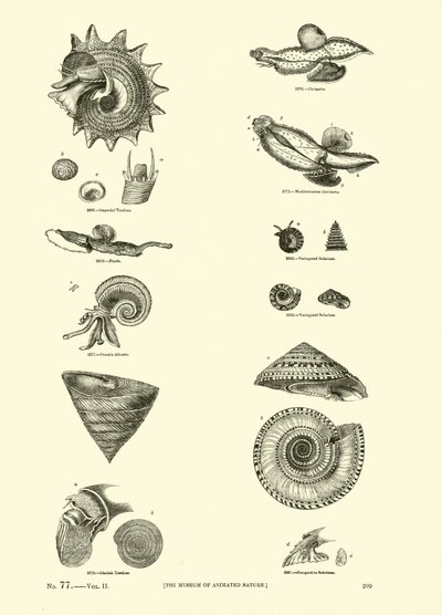 Page from The Pictorial Museum of Animated Nature by English School