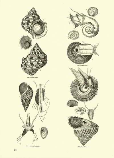 Page from The Pictorial Museum of Animated Nature by English School