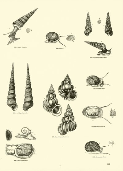 Page from The Pictorial Museum of Animated Nature by English School