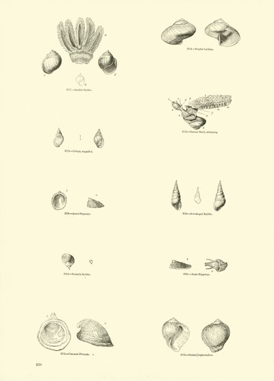 Page from The Pictorial Museum of Animated Nature by English School