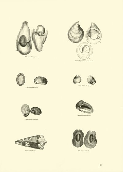 Page from The Pictorial Museum of Animated Nature by English School
