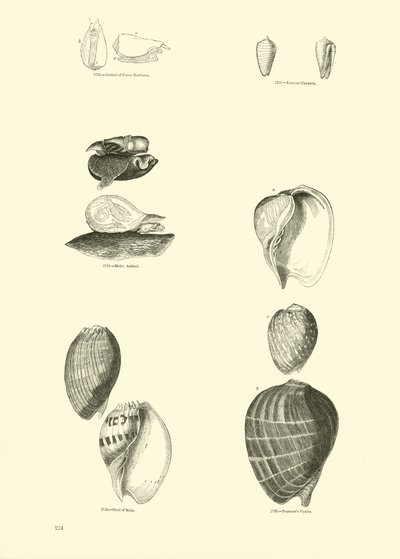Page from The Pictorial Museum of Animated Nature by English School