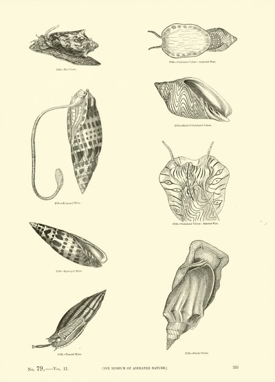 Page from The Pictorial Museum of Animated Nature by English School