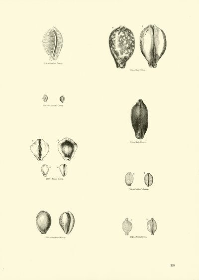 Page from The Pictorial Museum of Animated Nature by English School