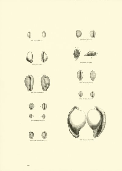 Page from The Pictorial Museum of Animated Nature by English School