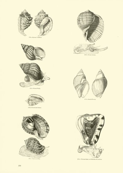 Page from The Pictorial Museum of Animated Nature by English School