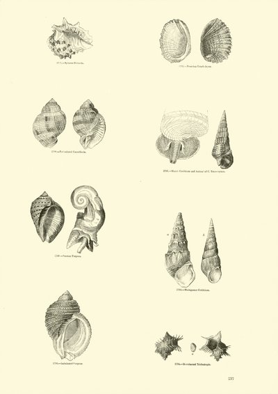 Page from The Pictorial Museum of Animated Nature by English School