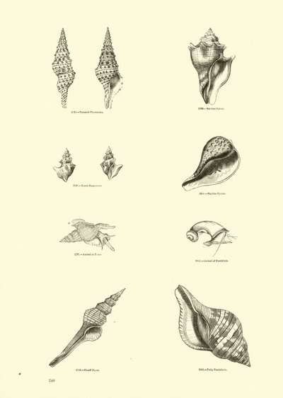 Page from The Pictorial Museum of Animated Nature by English School