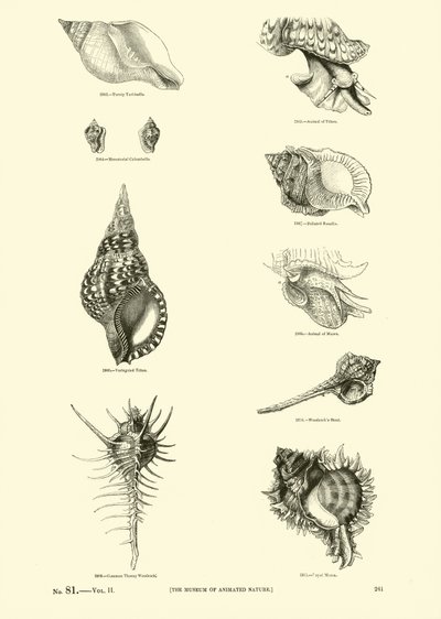 Page from The Pictorial Museum of Animated Nature by English School