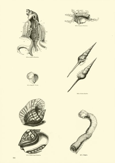 Page from The Pictorial Museum of Animated Nature by English School