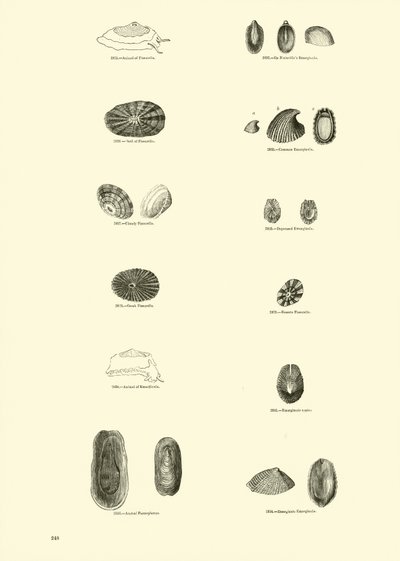 Page from The Pictorial Museum of Animated Nature by English School