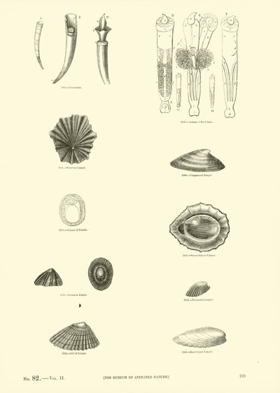 Page from The Pictorial Museum of Animated Nature by English School