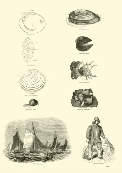 Page from The Pictorial Museum of Animated Nature by English School