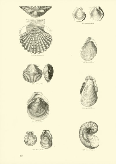 Page from The Pictorial Museum of Animated Nature by English School