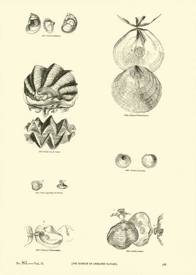Page from The Pictorial Museum of Animated Nature by English School