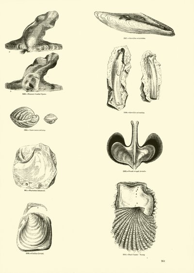 Page from The Pictorial Museum of Animated Nature by English School