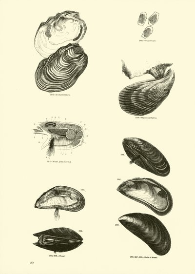 Page from The Pictorial Museum of Animated Nature by English School