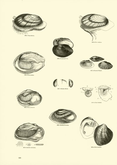 Page from The Pictorial Museum of Animated Nature by English School
