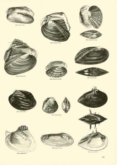 Page from The Pictorial Museum of Animated Nature by English School