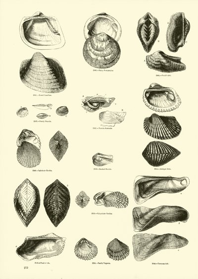 Page from The Pictorial Museum of Animated Nature by English School