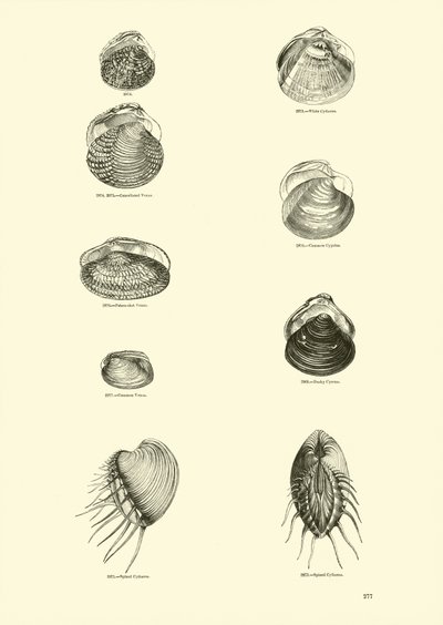 Page from The Pictorial Museum of Animated Nature by English School
