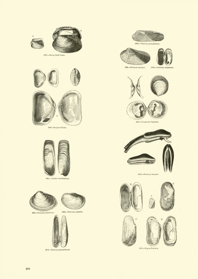 Page from The Pictorial Museum of Animated Nature by English School