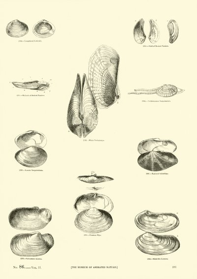 Page from The Pictorial Museum of Animated Nature by English School