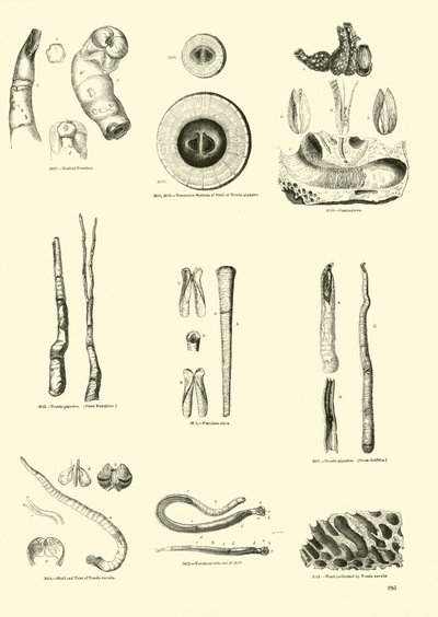 Page from The Pictorial Museum of Animated Nature by English School