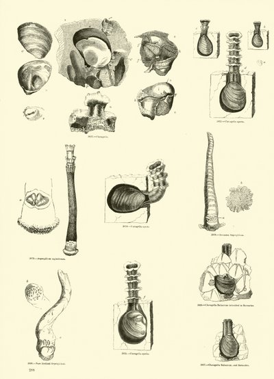 Page from The Pictorial Museum of Animated Nature by English School