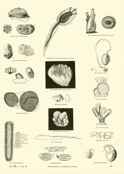 Page from The Pictorial Museum of Animated Nature by English School