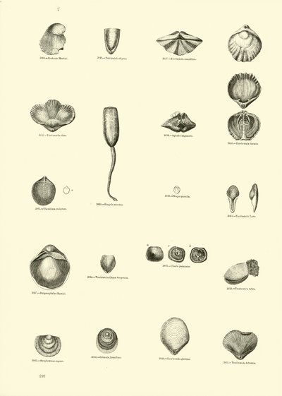 Page from The Pictorial Museum of Animated Nature by English School