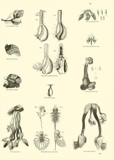Page from The Pictorial Museum of Animated Nature by English School