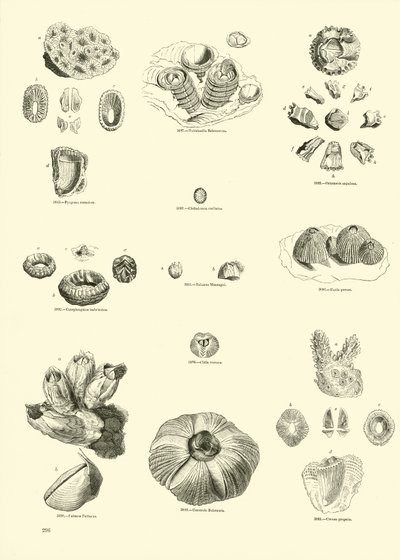 Page from The Pictorial Museum of Animated Nature by English School