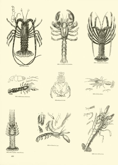 Page from The Pictorial Museum of Animated Nature by English School