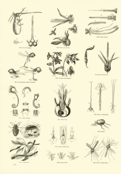 Page from The Pictorial Museum of Animated Nature by English School
